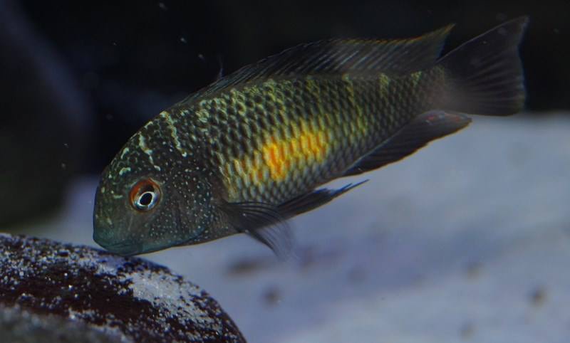 Tropheus moorii 'Kalambo Lodge'